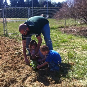 Planting Tomatoes