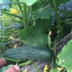 Cucumber!