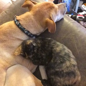 Cuddling Pets