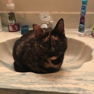 What, don't all cats hang out in sinks?